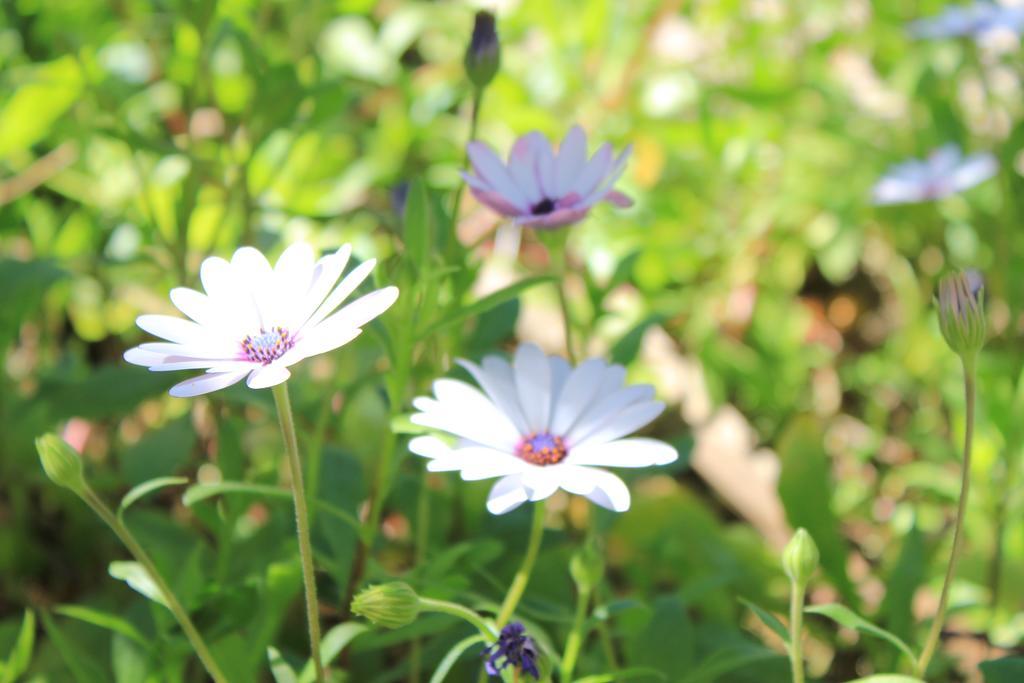 Albergo Il Giardino Foce Varano Ngoại thất bức ảnh